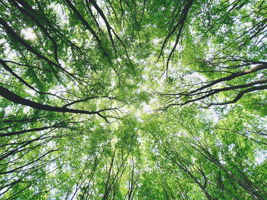 Sustainable Beauty: Eco-Friendly Brands Making a Difference