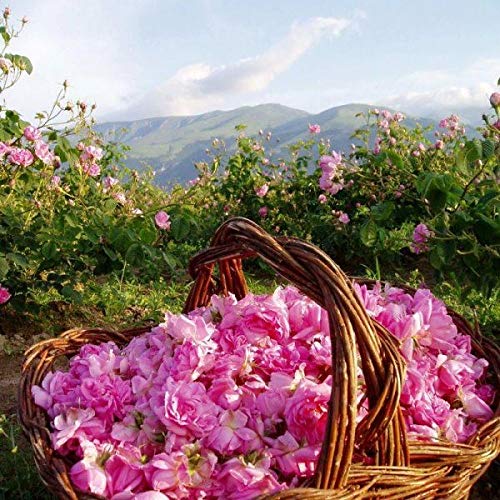 Bulgarian Rose Body Lotion with Natural Rose Oil for Moisturizing and Rejuvenating the Skin,Hydrating Daily Body Lotion for Soft, Smooth Skin, Paraben Free