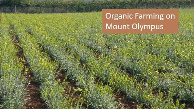 Sparta Natura Organic Greek Mountain Tea in Plastic-Free Pyramid Tea Bags, Easy Steeping, Fresh, Unmixed, Sideritis scardica from Mount Olympus, Pure Herbal Tea for Natural Wellbeing (3)